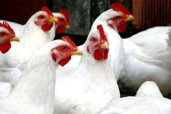 مرغ گران شد