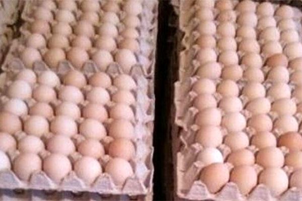 تخم مرغ در مسیر ارزانی