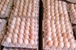 تخم مرغ در مسیر ارزانی