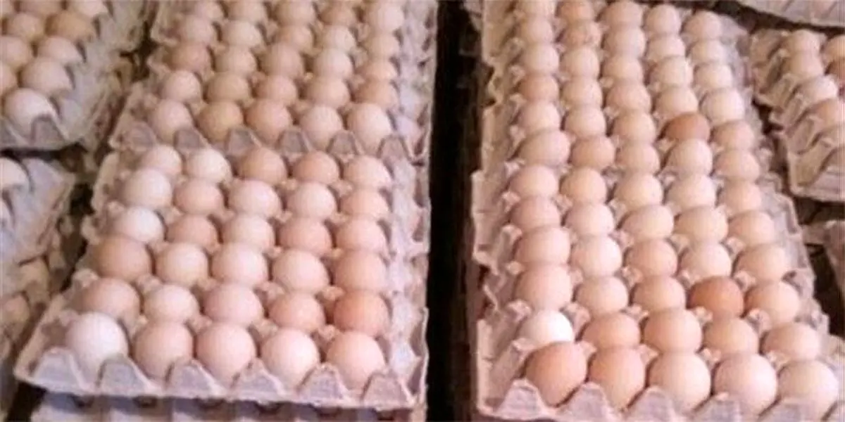 تخم مرغ در مسیر ارزانی