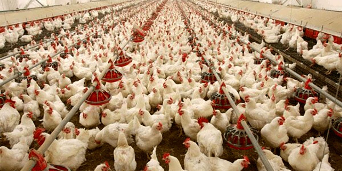 صادرات مرغ فایده ندارد؛ عراق و افغانستان پول ایران را با ریال پس می‌دهند