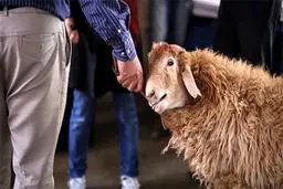 وزارت بهداشت: ذبح دام در منازل و معابر عمومی ممنوع