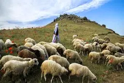 انباشت ۲.۵ میلیون راس دام سبک در واحدها