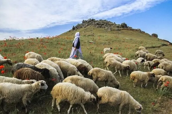 انباشت ۲.۵ میلیون راس دام سبک در واحدها