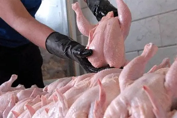 قیمت هر کیلو مرغ ۱۹ هزار و ۵۰۰ تومان شد