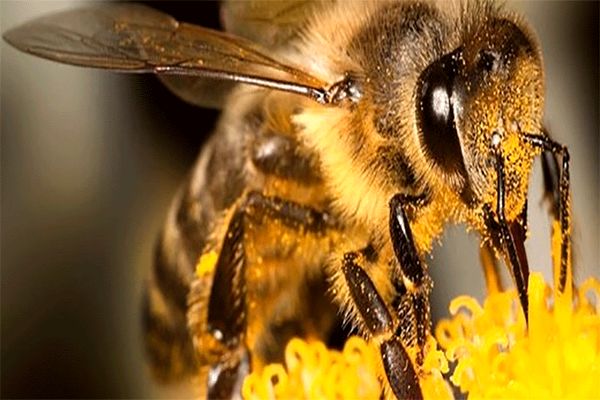 «نیش زنبور» بر درمان کرونا تأثیر دارد؟