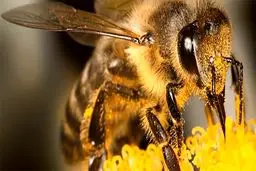 «نیش زنبور» بر درمان کرونا تأثیر دارد؟
