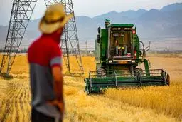 ۹۳ درصد مطالبات گندمکاران پرداخت شد
