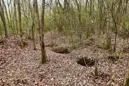 مصائب جنگل‌؛ هر ۱۰ کیلو خاک‌ جنگل‌های شمال ۲۰ هزار تومان!