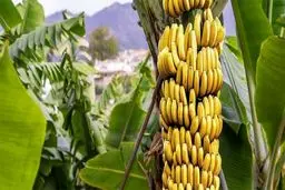 بررسی افزایش قیمت موز طی یک ماه