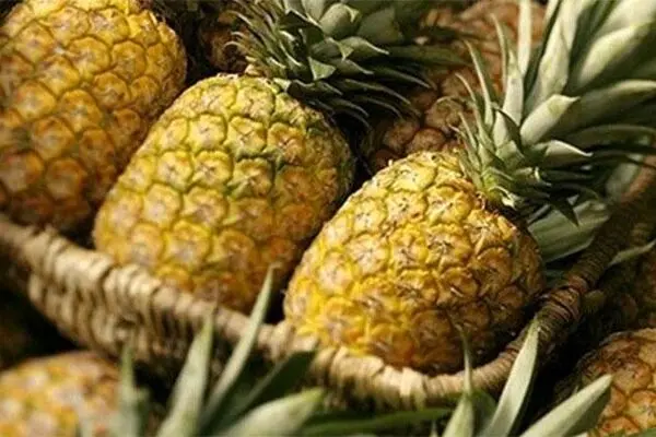 محموله انبه و آناناس ونزوئلا در راه ایران