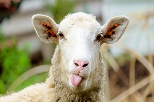 دام کالا، وب سایتی برای خرید گوسفند زنده