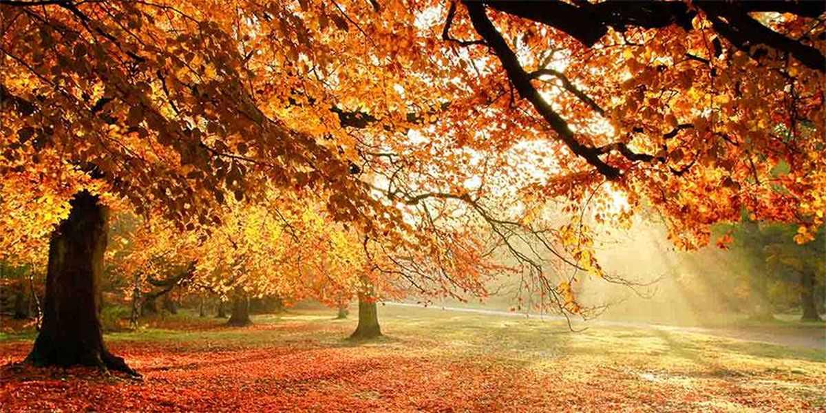 اینفوگرافیک: حساسیت‌های فصلی پاییز را بهتر بشناسیم