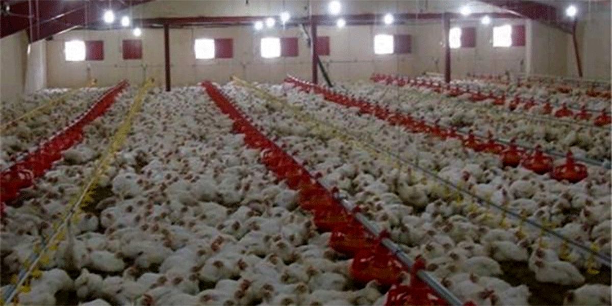 نرخ هر کیلو مرغ، ۱۹ هزار تومان