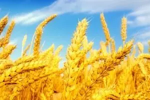 ماجرای ارزهایی که روحانی به نورچشمی ها داد