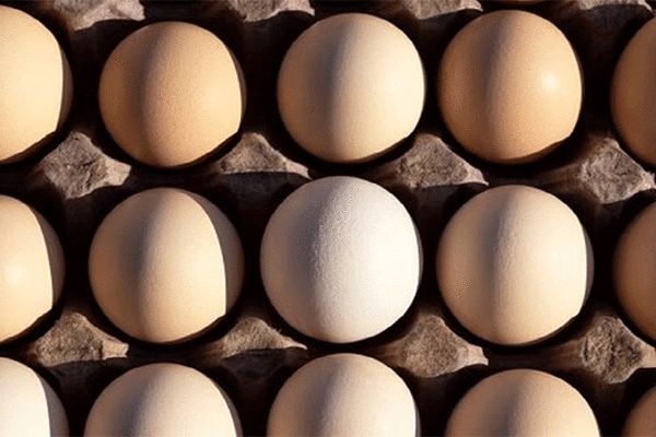 شانه تخم مرغ ۴۵ هزار تومانی