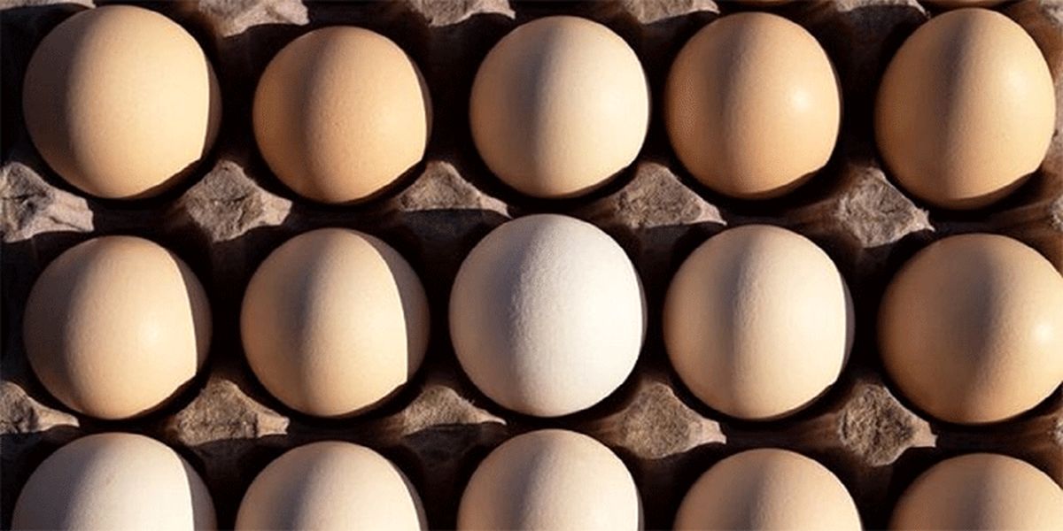 شانه تخم مرغ ۴۵ هزار تومانی