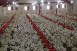 قیمت مرغ ۲۰ هزار تومان شد