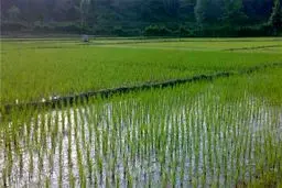 برنج‌کاران مازندران در انتظار توجه