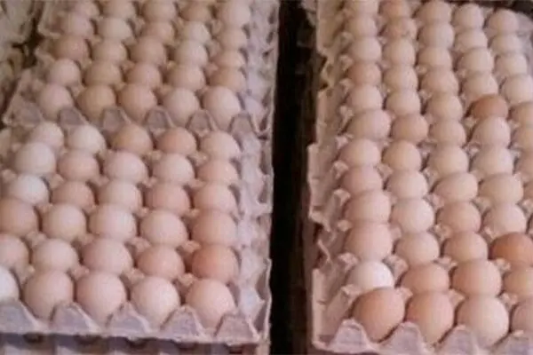 آغاز توزیع تخم مرغ با نرخ مصوب در کشور