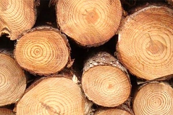 صنایع چوب تنها با ۵٠ درصد ظرفیت فعال هستند!
