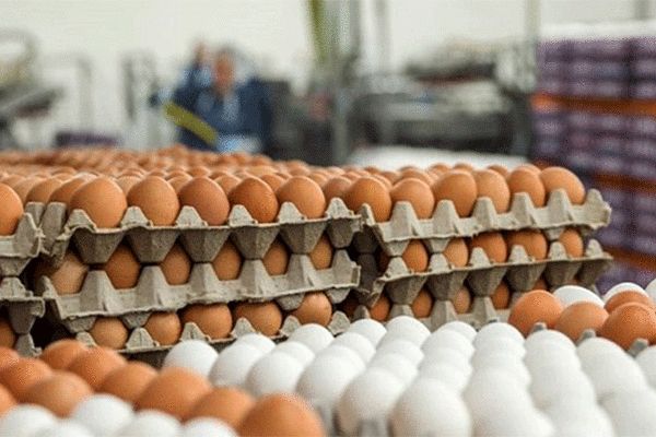 تخم مرغ چقدر گران شد؟