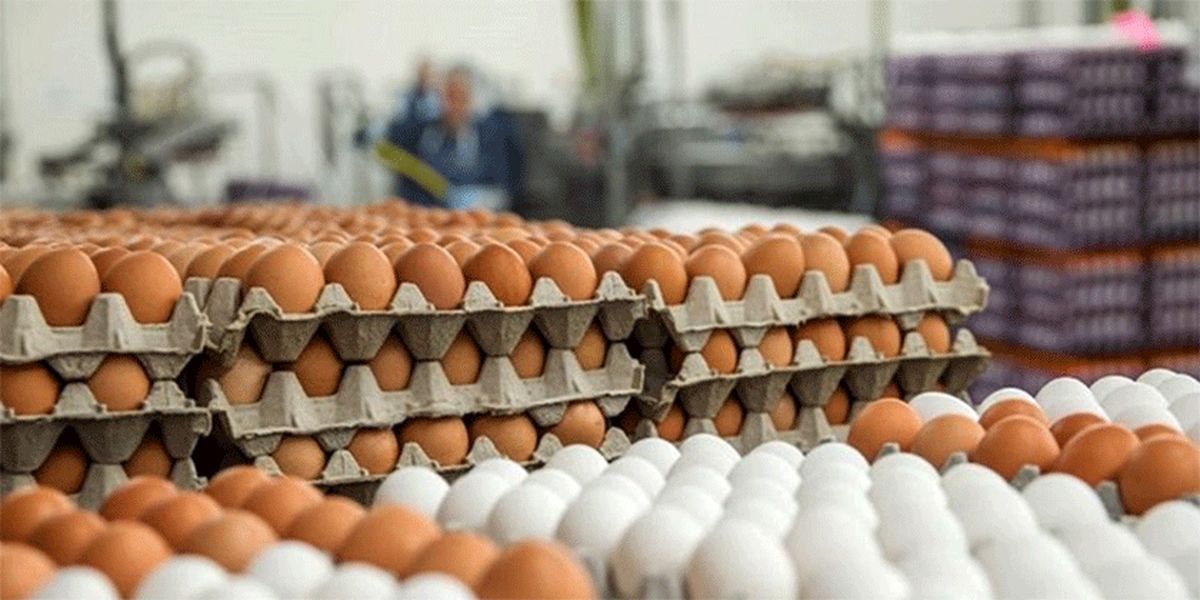 تخم مرغ چقدر گران شد؟