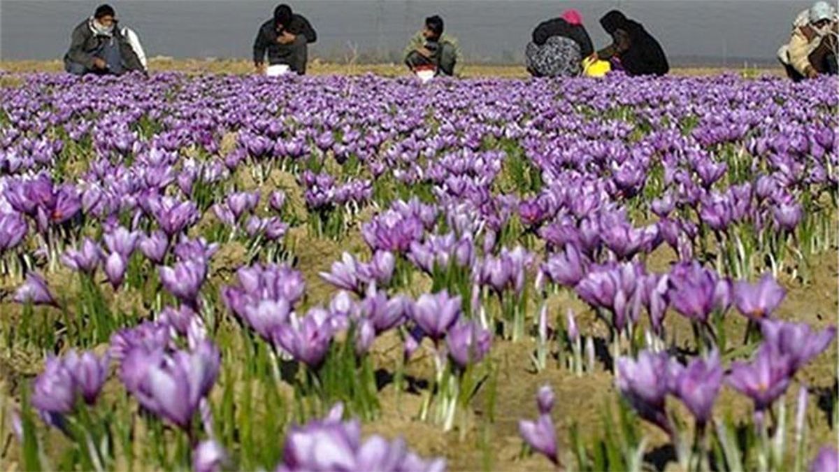 صادرات زعفران ۱۵ درصد کاهش یافت
