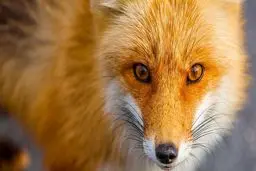 الگوریتم گوگل در سئو فاکس