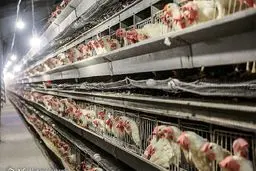 قیمت مرغ به ۲۲ هزار تومان رسید