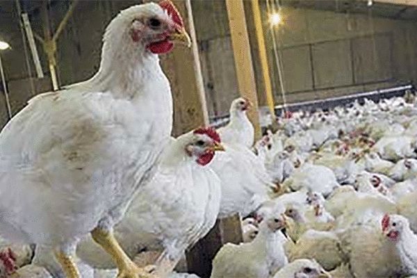 مرغ برای کاهش قیمت شرط دارد