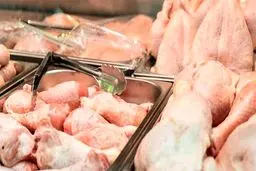 قیمت مرغ بالاتر هم می‌رود؟