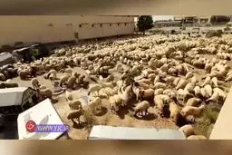 فیلم: فرود اضطراری هواپیمای حامل دام زنده در فرودگاه امام (ره)