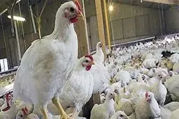 کاهش قیمت مرغ در راه است