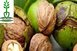 شناخت انواع نهال میوه ؛ لازمه‌ی موفقیت در باغداری