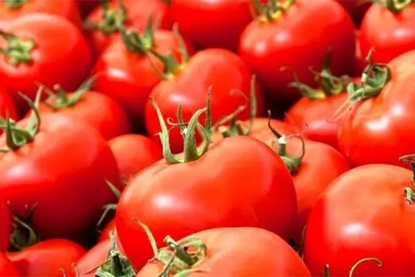 گوجه فرنگی و پیاز ارزان می‌شوند