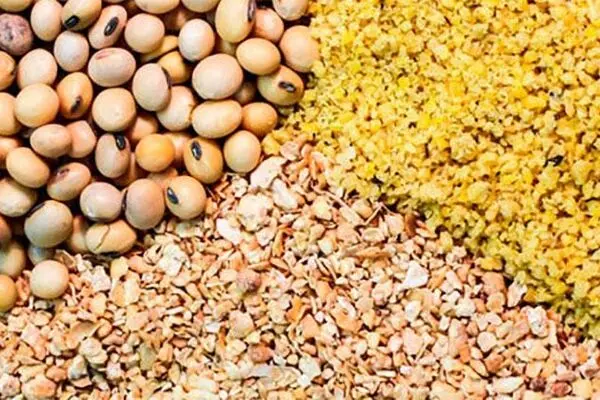 چه کسی غذای حیوانات را می‌خورد