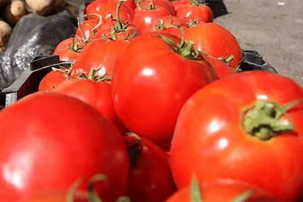 قیمت گوجه‌فرنگی به ۱۴ هزارتومان رسید