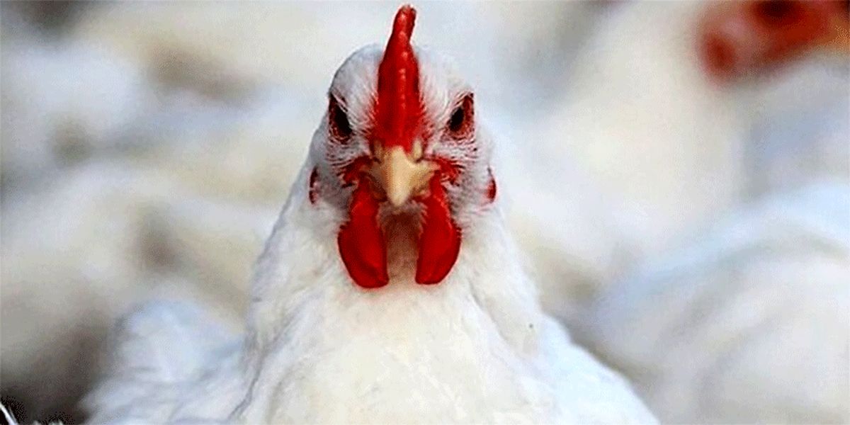 واکنش مرغداران به ممنوعیت صادرات