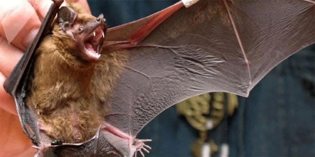 کشف یک ویروس جدید کشنده توسط دانشمندان