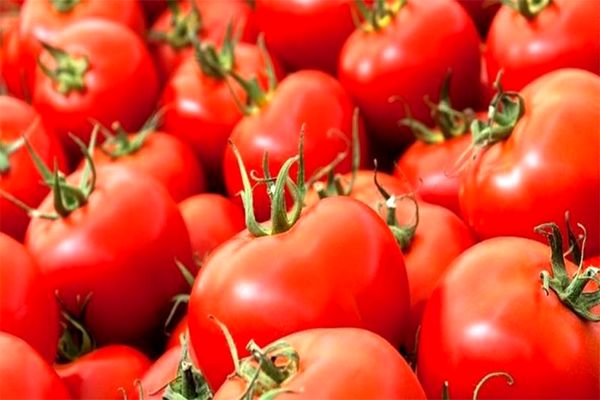 تعادل قیمت گوجه فرنگی ظرف ۲۰ روز آینده