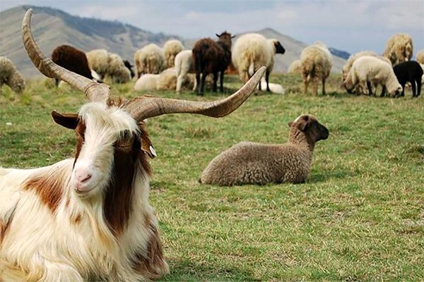 ۱۰۰ راس گوسفند در آتش‌سوزی تلف شدند
