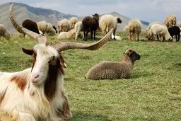 ۱۰۰ راس گوسفند در آتش‌سوزی تلف شدند