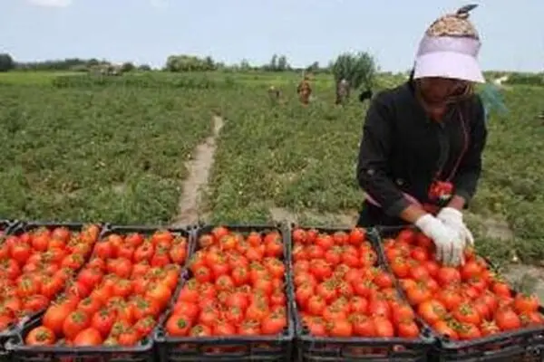 گوجه فرنگی ارزان می‌شود؟