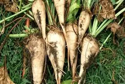 قیمت شکر نهایی شد