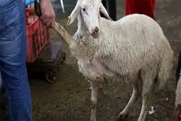 ۹۰ درصد قاچاق دام کنترل شد