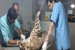 پلنگ کیاسر تلف شد