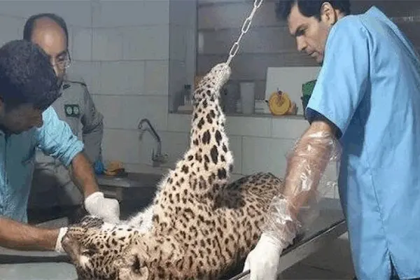پلنگ کیاسر تلف شد