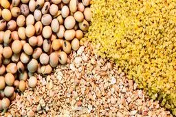 مرغ‌ها کنجاله سویا می‌خورند یا شن و پودر آجر؟