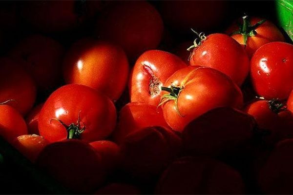 قیمت گوجه فرنگی رنگ باخت